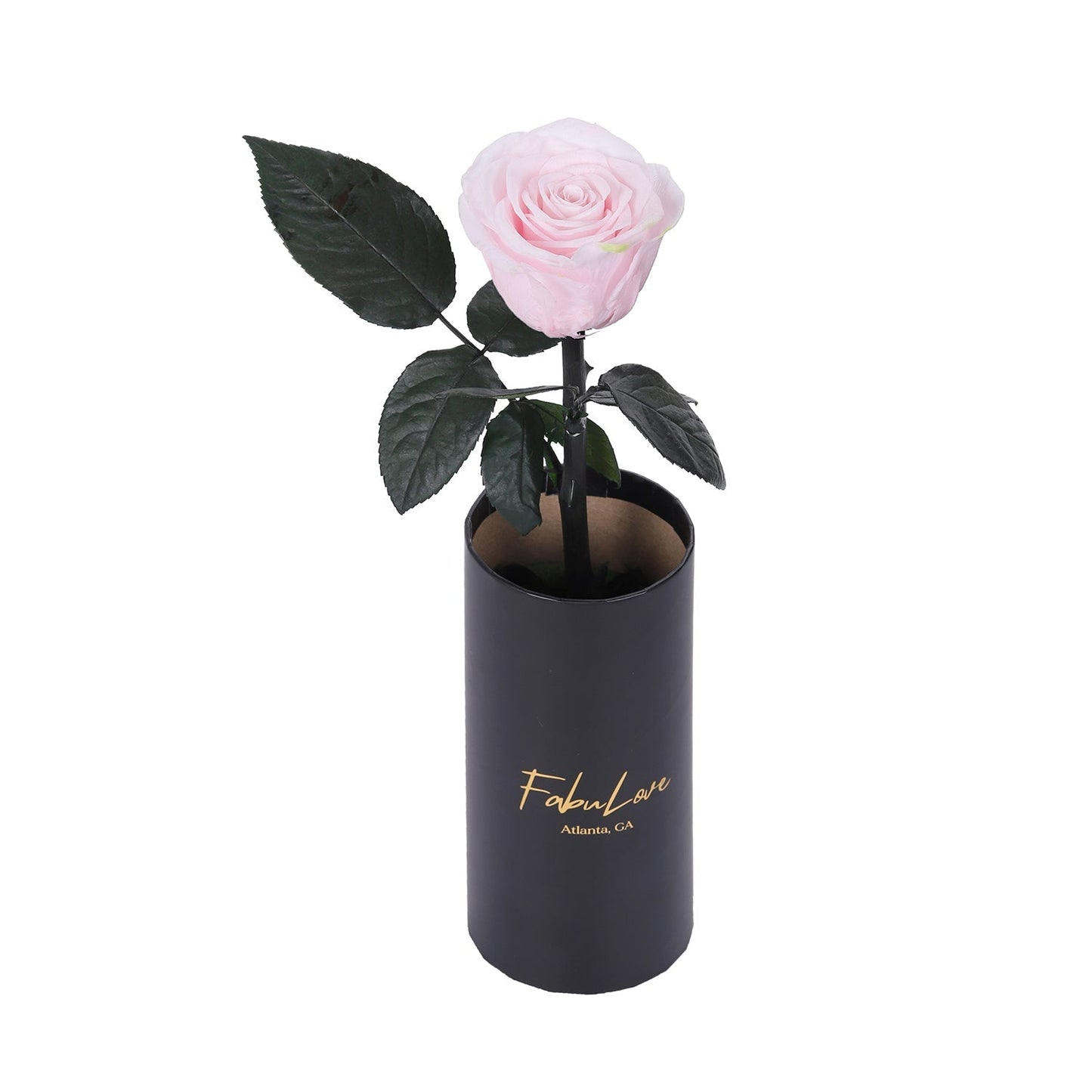 Klasyczna Jedna Wieczna Róża