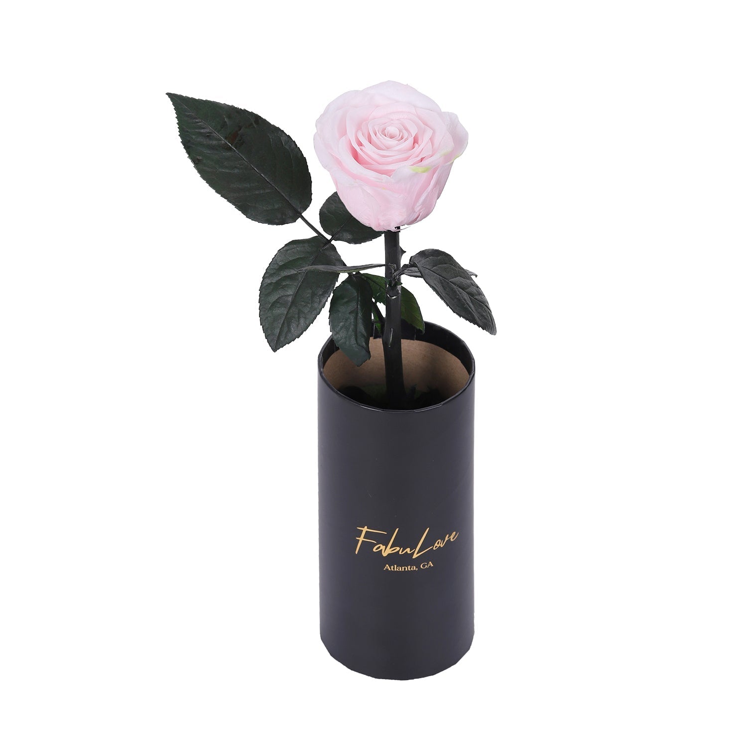 Klasyczna Jedna Wieczna Róża