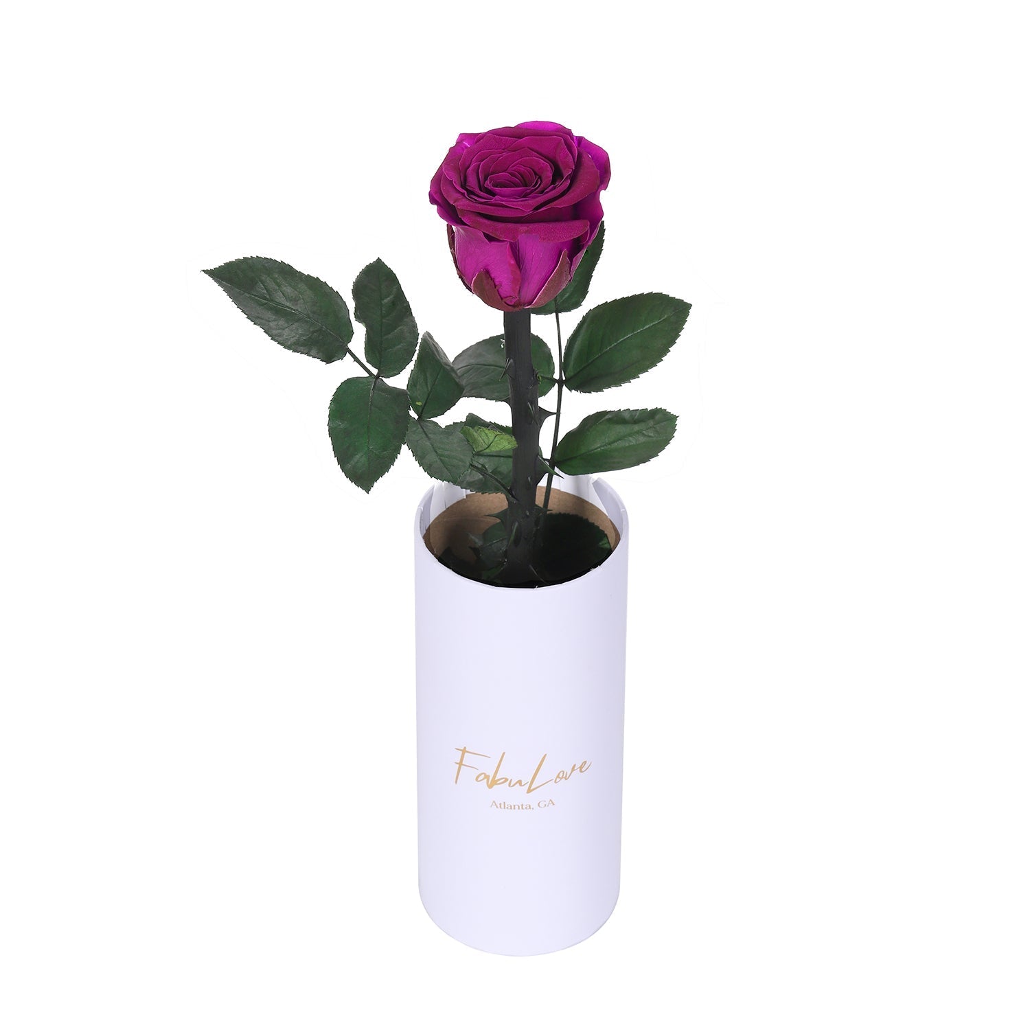 Klasyczna Jedna Wieczna Róża